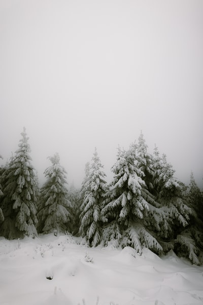 白天松树被雪覆盖